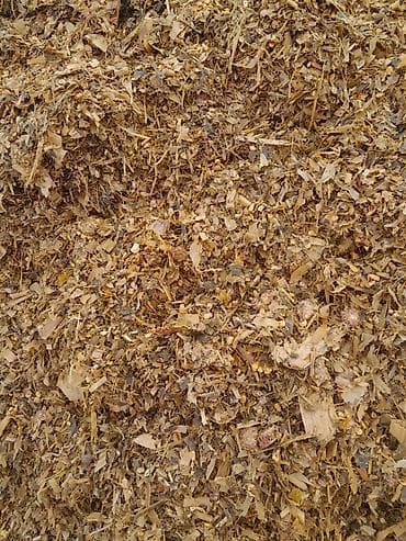 пиявка бишкек: Силос — 1