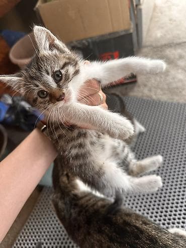 кошка мышык: Отдам котят в хорошие руки. Мать превосходный охотник на мышей и крыс — 5