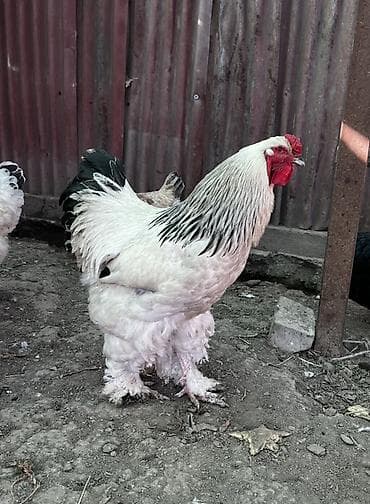 собаку алабай: Продаю | Петух | Брама | Для разведения — 2