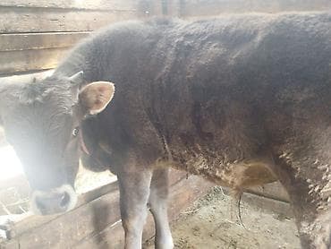 цепь для быков: Продаю | Бык (самец) | На откорм | Привязанные — 1