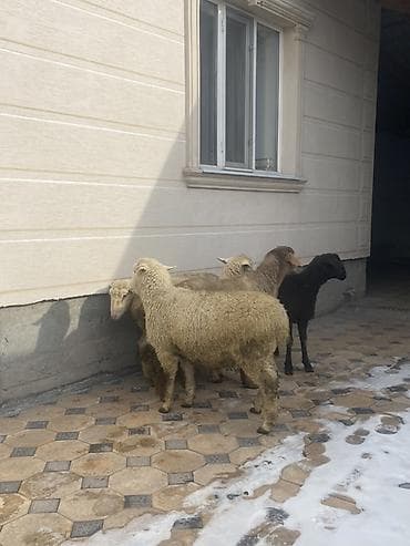 Продаю | Овца (самка) | Меринос | На забой, Для шерсти | Кастрированные