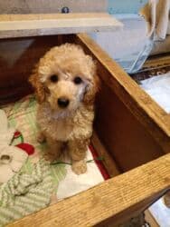 ездавая зимнея собака: Щенки пуделя (карликовые/той, по типу) светло-рыжего и абрикосового — 6