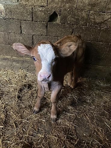 каровы швиц: Продаю | Тёлка | На откорм | Племенные — 6