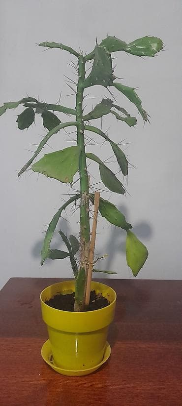 Бегонии: Продаю домашние растения — 5