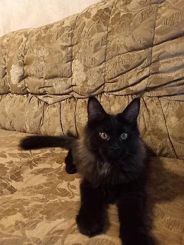 Продажа кошек: 🐾🐈 Эффектный котёнок мейн-кун чёрного цвета с шикарным воротником — 1