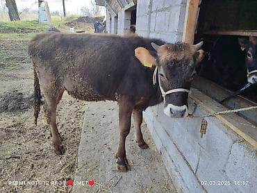 Коровы, быки: Продаю | Тёлка | Полукровка, Швицкая | На откорм, Для разведения | Привязанные — 1