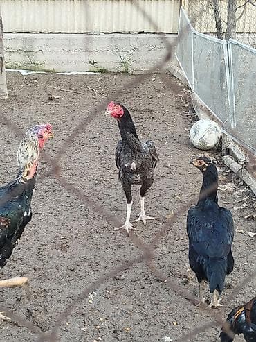 токмок собаки: Дакан пепел жожо короз сатылат активный алмашу жолдору бар адрес — 3