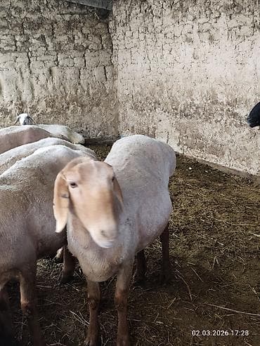 Үй жаныбарлары: Сатам | Ургаачы кой (ургаачы) | Көбөйтүү үчүн | Ургаачы — 5