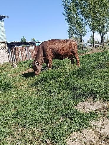 осеменение коров: Продаю | Корова (самка) | Для молока | После отела — 4