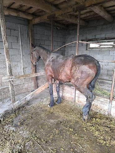 пчело матка: Продаю | Кобыла (самка) | Рабочий — 2