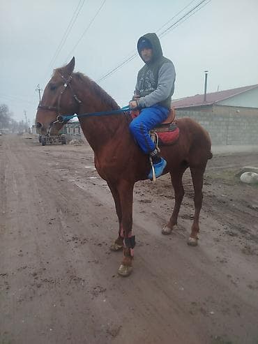 Ветеринар кызматы: Сатам | Байтал | Жумушка — 2