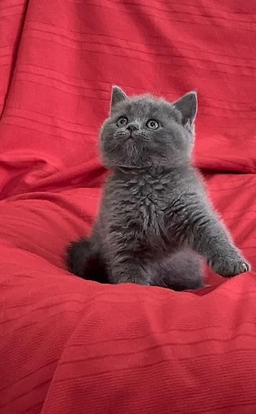 кот манчкин: Скотиш Страйт (Шотландская прямоухая), 2 месяца, Мальчик, Серый, Приучена к лотку — 3