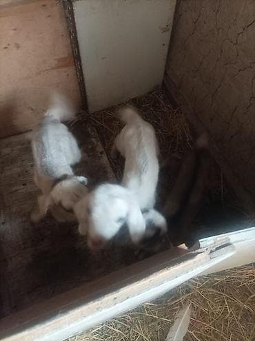 козий сыр: Продаю | Козлёнок | Нубийская, Битал | Для разведения, Для молока — 2