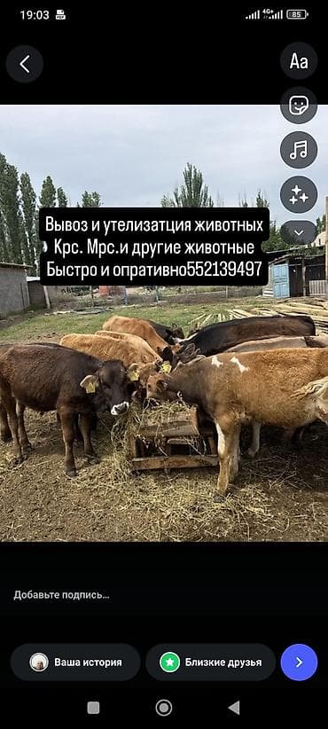 Услуги по вывозу и утилизации животных. - Принимаем: КРС, МРС и
