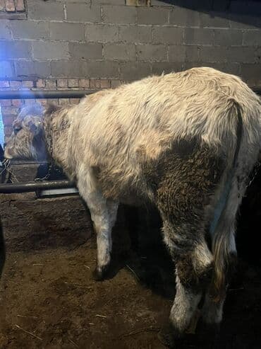 бышты сатылат: Сатам | Кунаажын | Шароле | Бордоп семиртүү үчүн, Көбөйтүү үчүн, Сүт алуу үчүн | Кунажын — 2