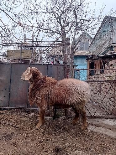 купить брудер для бройлеров: Продаю | Баран (самец) | Для разведения | Осеменитель — 1