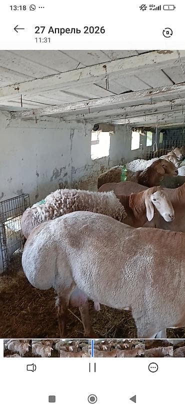 fermer kg: Продаю | Овца (самка) | Для разведения | Матка — 1