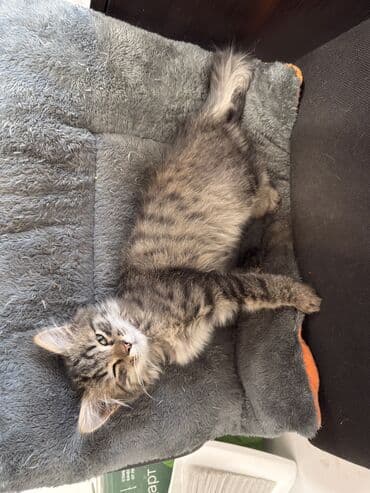 питомник чихуахуа бишкек: Роня, мальчик, родился 24.08.2025 — активный, весёлый и очень — 7