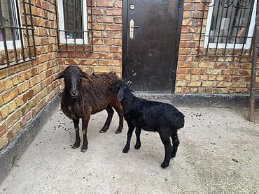 Үй жаныбарлары: Сатам | Ургаачы кой (ургаачы) | Көбөйтүү үчүн | Ургаачы — 4