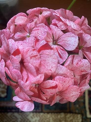 хрустальные вазы для цветов: Пеларгония (герань) в горшке — сорт с пестрой окраской соцветий. - — 1