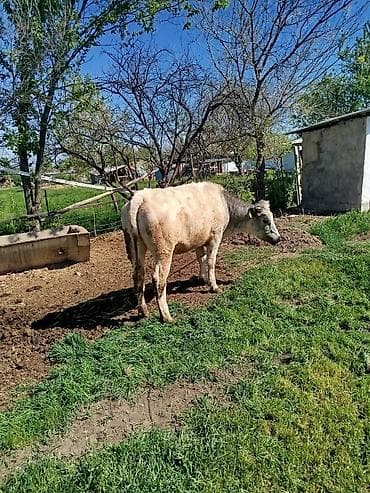 бельги: Продаю | Бык (самец) | На откорм | Привязанные — 4