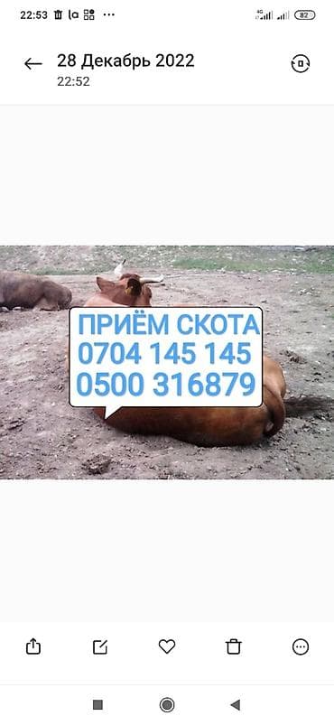 Частное лицо : Коровы, быки, Лошади, кони, | Круглосуточно, Любое состояние, Забитый