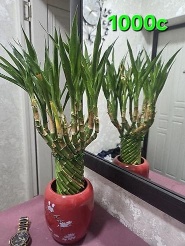 эухарис: Комнатные растения в горшках: 1) Хлорофитум хохлатый (вариагатный) - — 9