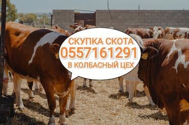 наполнитель для животных: Куплю | Коровы, быки, Лошади, кони | Круглосуточно, Любое состояние, Забитый — 1