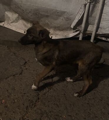 французский бульдог купить бишкек: Овчарка, 2 месяца, Самка — 13