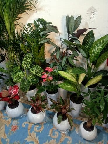 садовая скульптура: Комнатные растения и декоративные кашпо - Живые комнатные растения в — 3