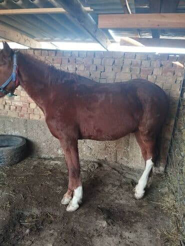 в связи с переездом отдам попугая жако в добрые руки: Продаю | Конь (самец) — 2