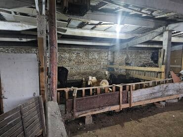 купить дом в деревне лнр недорого: Дача, 30000 кв. м, 2 бөлмө, Менчик ээси — 4