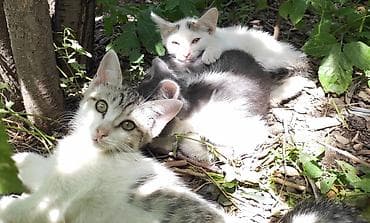 Отдам котят в добрые руки! Дворовая кошка окатилась в дровнике и вот at lalafo.kg Отдам котят в добрые руки! Дворовая кошка окатилась в дровнике и вот