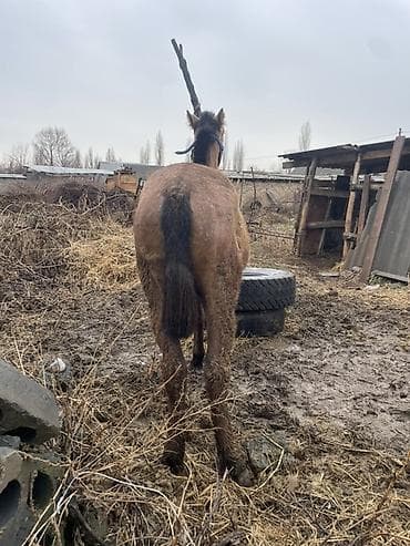 кошка домашный: Продаю | Кобыла (самка) | Полукровка | Рабочий — 2