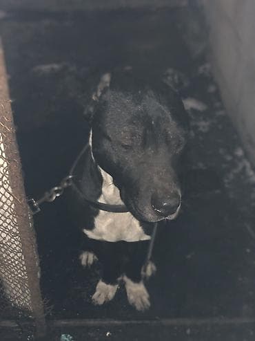 Собака среднего-крупного размера, гладкошёрстная, чёрно-белого окраса