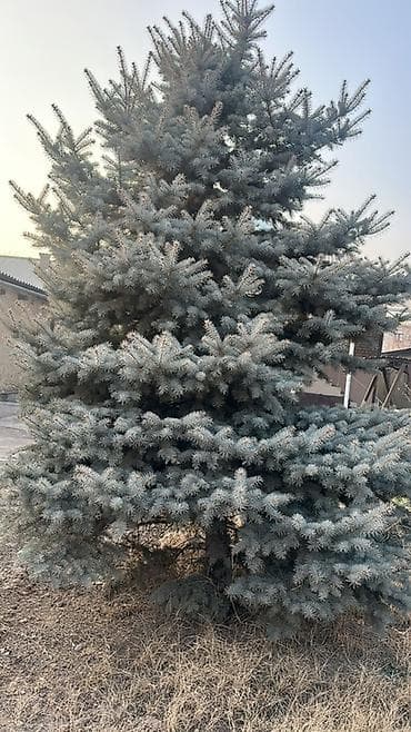 Саженцы деревьев: Ели