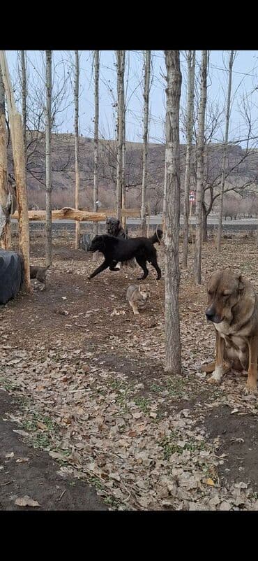 ош собака: Абориген. старотипная средниазиатская Щенки крупной рабочей породы — 5