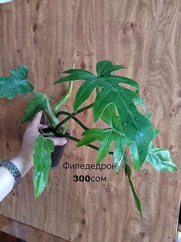 времени: Комнатные растения — саженцы и черенки. 1) Живое дерево (лечебное) — — 2