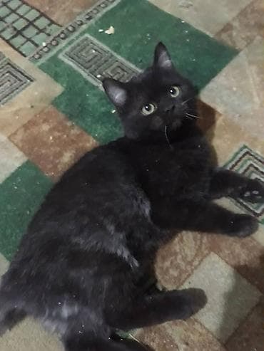 сиамская длинношерстная кошка: Беспородная, 4 месяца, Мальчик, Приучена к лотку — 4