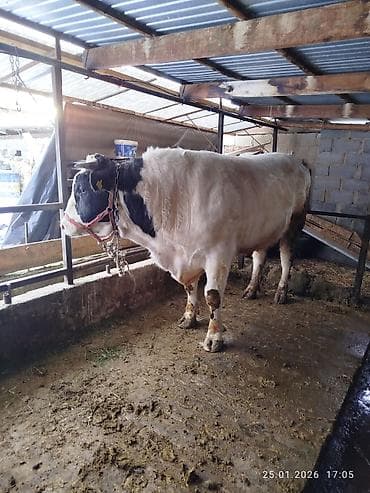 Услуги ветеринара: Продаю | Бык (самец) | Голштин | Для разведения — 1