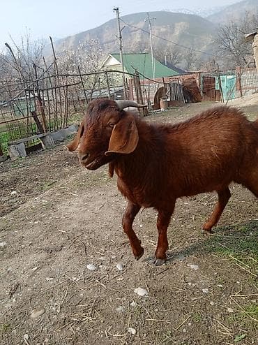 Продам с/х животных: Продаю | Коза (самка) | Нубийская, Битал | Для молока, Для разведения | Племенные — 3