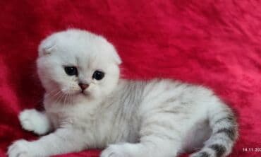 мышык фото: Скотиш Фолд (Шотландиялык шалпаң кулак), 2 айлык, Эркек, Күмүш өңдүү шиншилла — 16