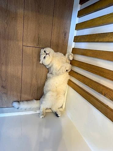 ящик сатылат: Продается котик 1 год Привитый, Проглистованный, Кастрированный — 1