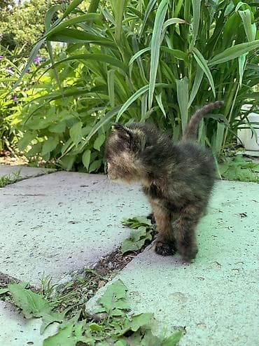 кошки манчкины: Продаются очаровательные котята 🐾🤍 Малыши здоровые, активные, очень — 4