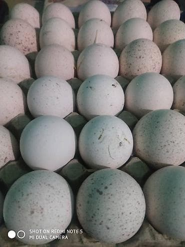 страус тоокуш: Продаю яйца индюшинные для инкубатора породы белые широкогрудый и — 1