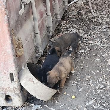 кремация животных бишкек: Щеночки отдаём даром в добрые руки — 4