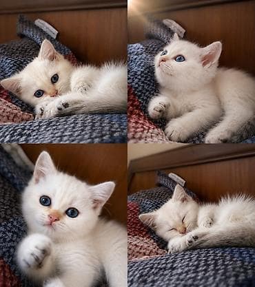 🐾Готовы к переезду британские короткошерстные котята! 🐾 ❤️Оба родителя