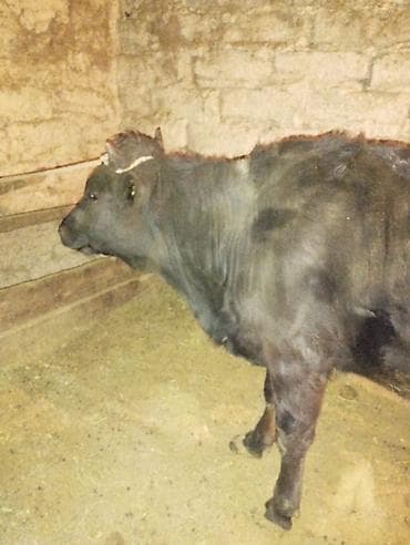 Кемирүүчүлөр: Сатам | Уй (ургаачы) | Сүт алуу үчүн | Музоологондон кийин — 4