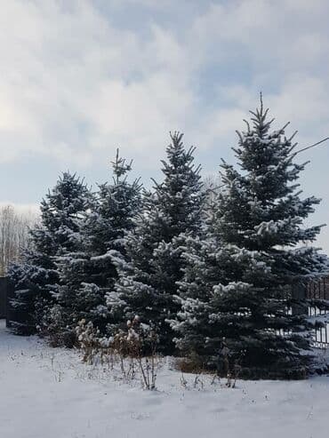 Ёлки голубые по выгодным ценам
