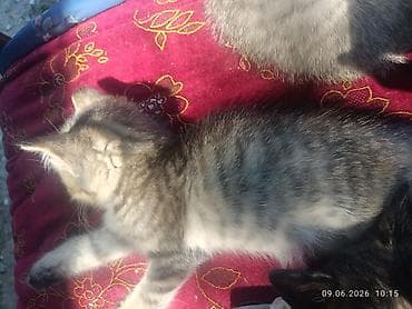 жалал абад кошка: Котята, помёт из нескольких малышей разной окраски. - Возраст на фото — 2